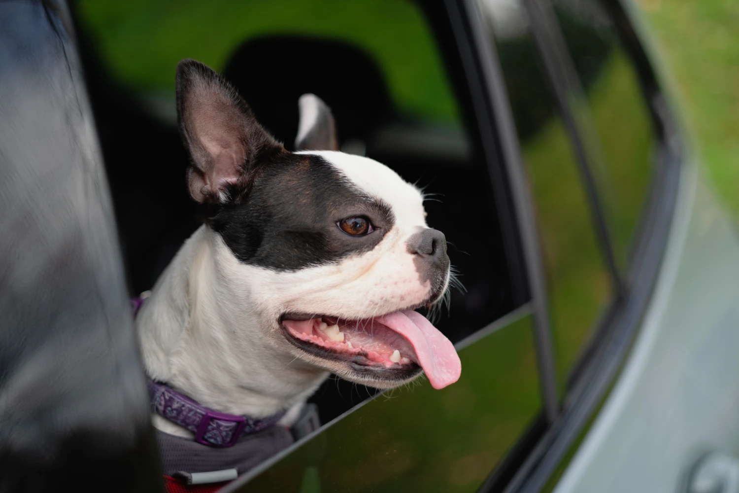 Ford Explorer Dog Safety Belt for American Staffordshire Terriers