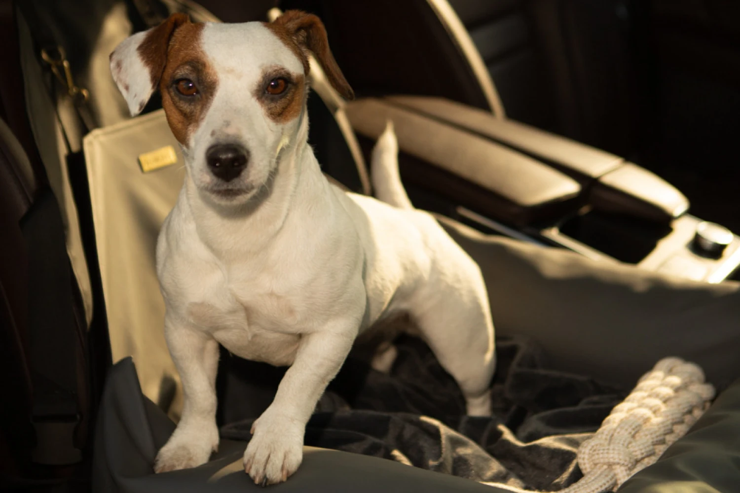 Buick Enclave Dog Car Seat for Miniature Poodles