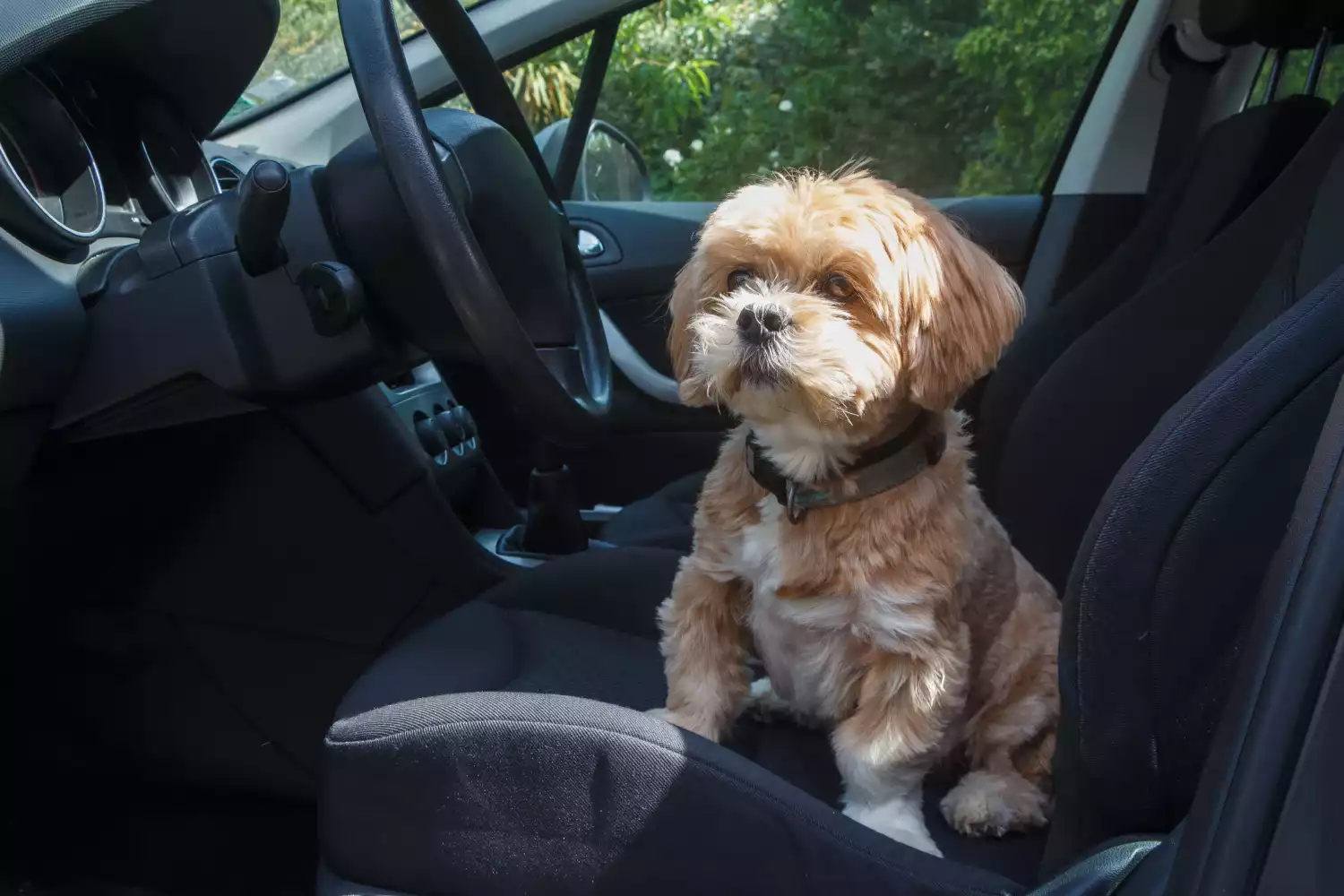 Kia Forte Dog Safety Belt for Lhasa Apsos